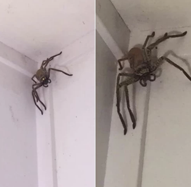 huntsman spiders gigante gigantic roommate ragno thedodo fangs dodo noahgettheboat