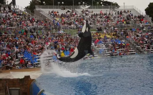 Pictures Showing The Size Of SeaWorld Orca Pool Compared To The ...