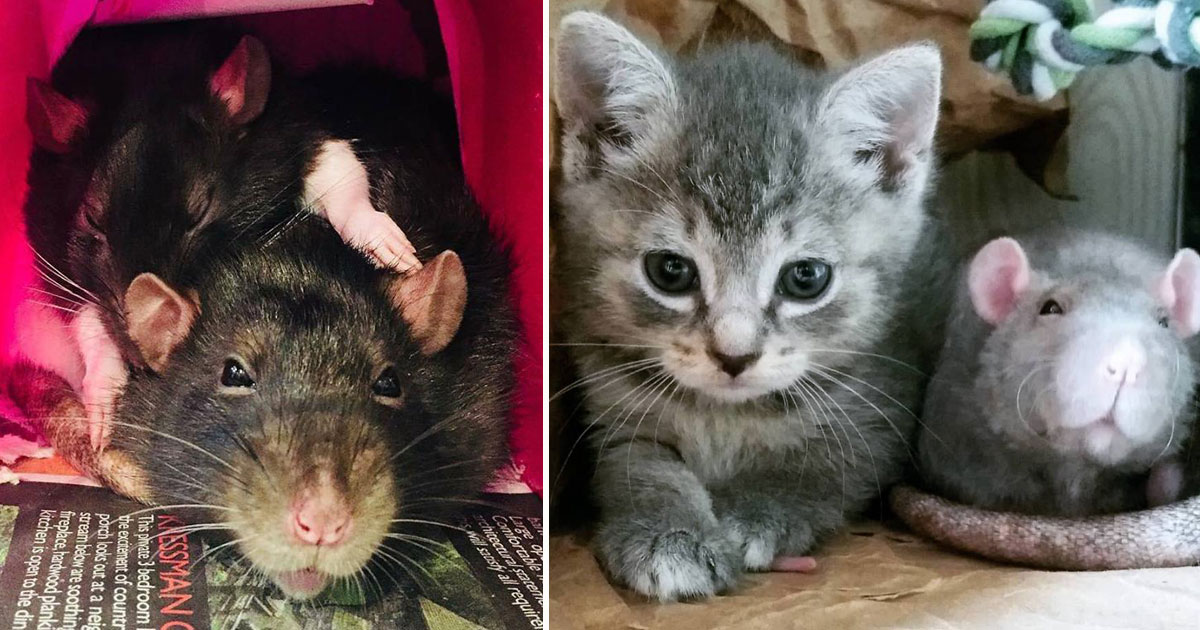 A Cat Cafe Employed Two Rats Who Work As Nannies To The Orphan Kittens