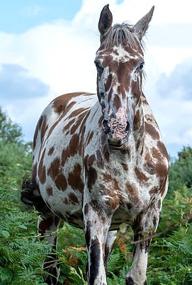 New Forest Horse With Patchy Markings Confused For A Giraffe - Small Joys