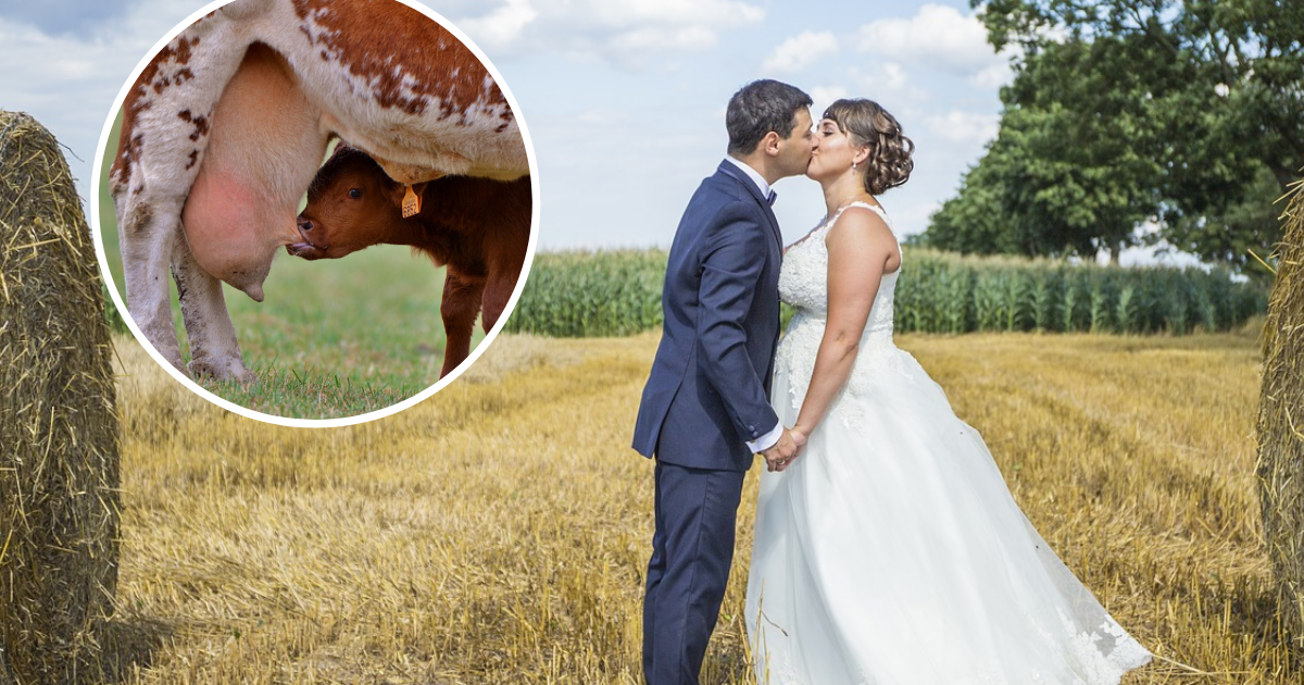 Farmer Put An Engagement Ring On Cow's Teat Before Proposing To His ...