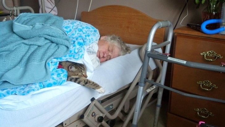 20+ Fotos que te provarão que é impossível imaginar a vida sem um bichinho de estimação