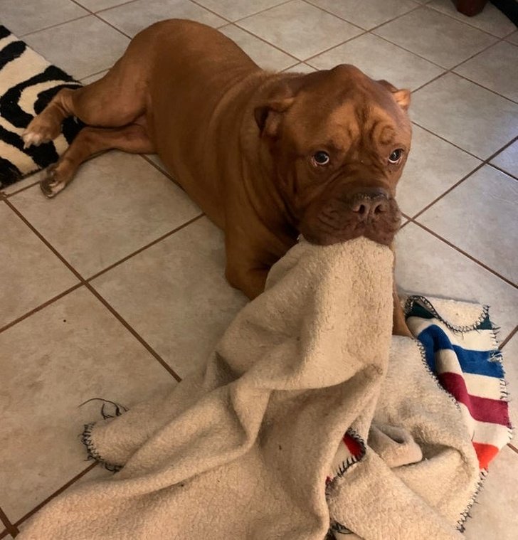 20+ Fotos que te provarão que é impossível imaginar a vida sem um bichinho de estimação