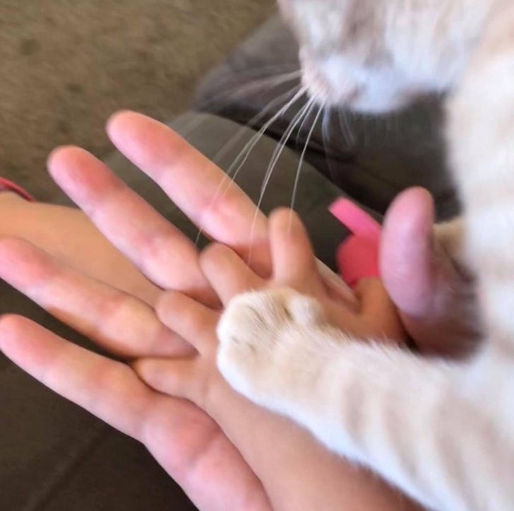 20+ Fotos que te provarão que é impossível imaginar a vida sem um bichinho de estimação