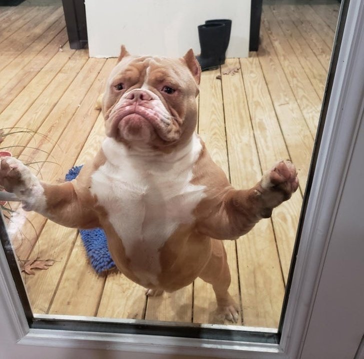 20+ Fotos que te provarão que é impossível imaginar a vida sem um bichinho de estimação