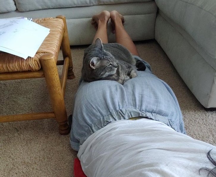 20+ Fotos que te provarão que é impossível imaginar a vida sem um bichinho de estimação