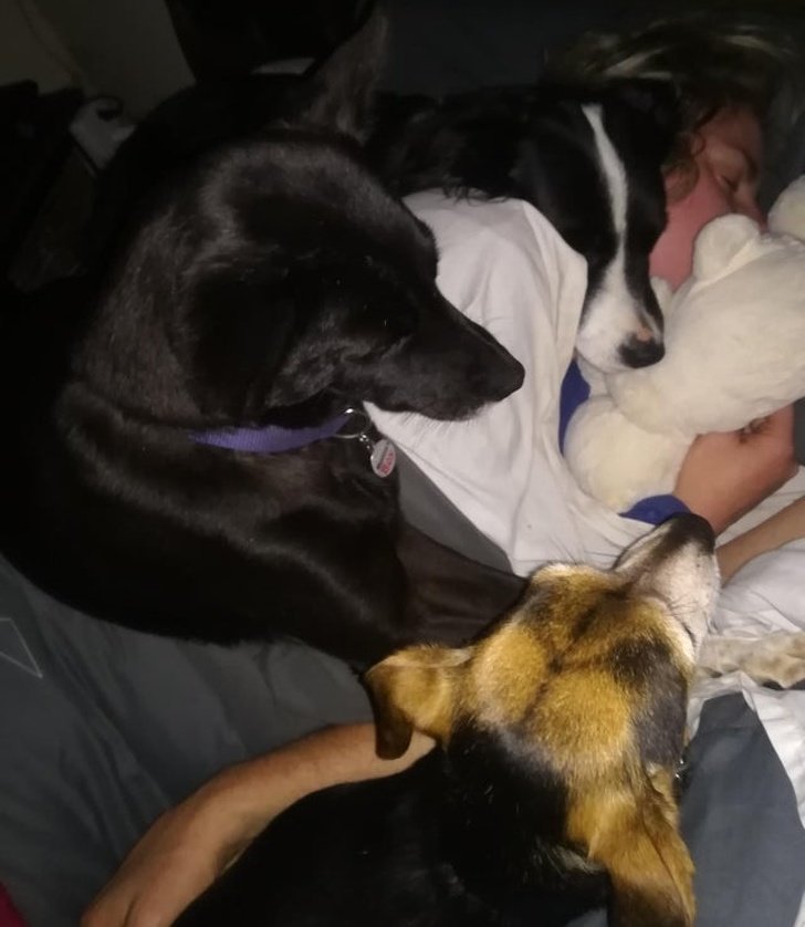 20+ Fotos que te provarão que é impossível imaginar a vida sem um bichinho de estimação