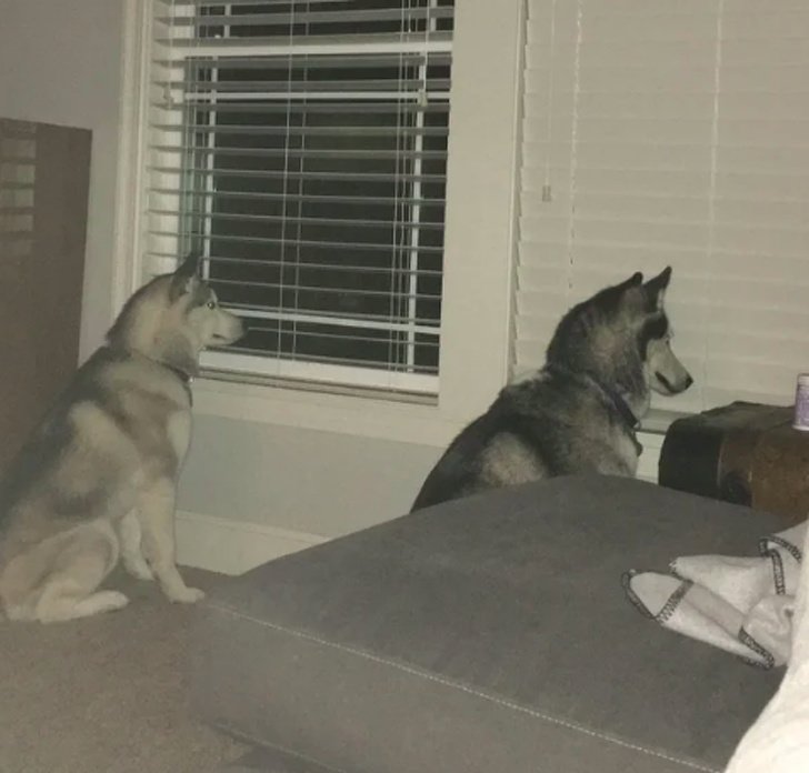 20 Pets que levaram os donos ao limite da loucura