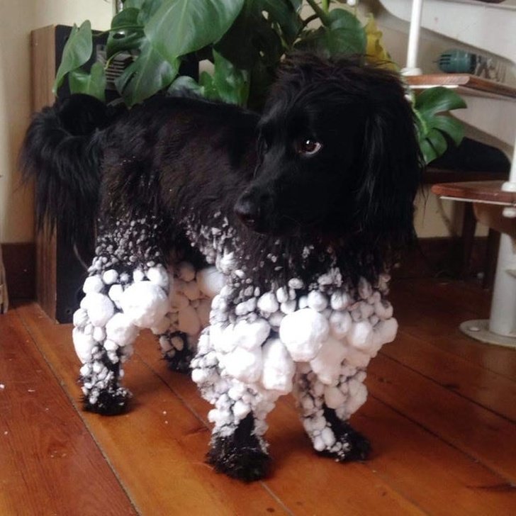 20 Pets que levaram os donos ao limite da loucura