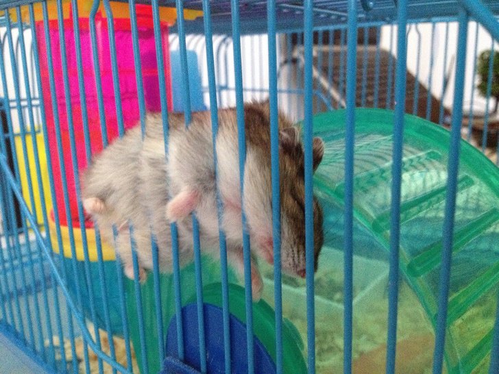 20 Pets que levaram os donos ao limite da loucura