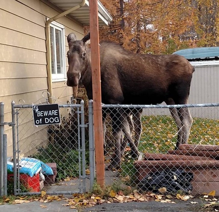 20+ Fotos que comprovam que não existe um lugar como o Canadá