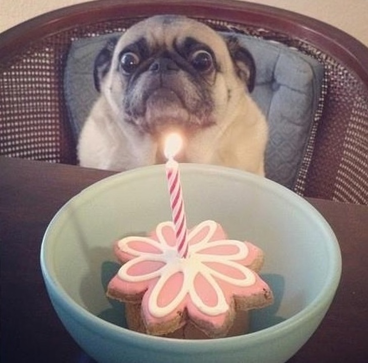 20 Animals That Are So Emotional They Could Start an Acting Career