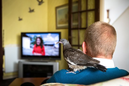 Retired man Mike Roberts, 61, and his pigeon Fred watching TV. Mr. Roberts found Fred after he fell out of his nest as a baby and Mike has been hand rearing him ever since. Swindon, Wiltshire. October 1 2018 . See story SWBRpigeon .A retired man has ended up as mum to an abandoned pigeon chick he found, feeding it on cheese and letting it ride on his shoulder. Mike Roberts found the bird, which he