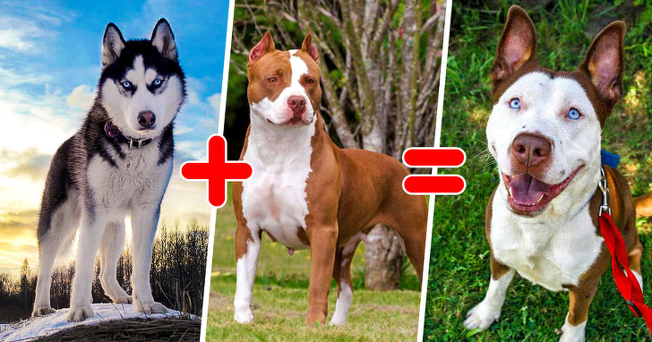15 Mixed-Breed Dogs That Put Us in Awe of Nature’s Imagination