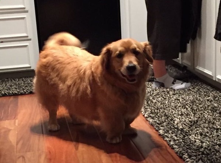 15 Mixed-Breed Dogs That Put Us in Awe of Nature’s Imagination