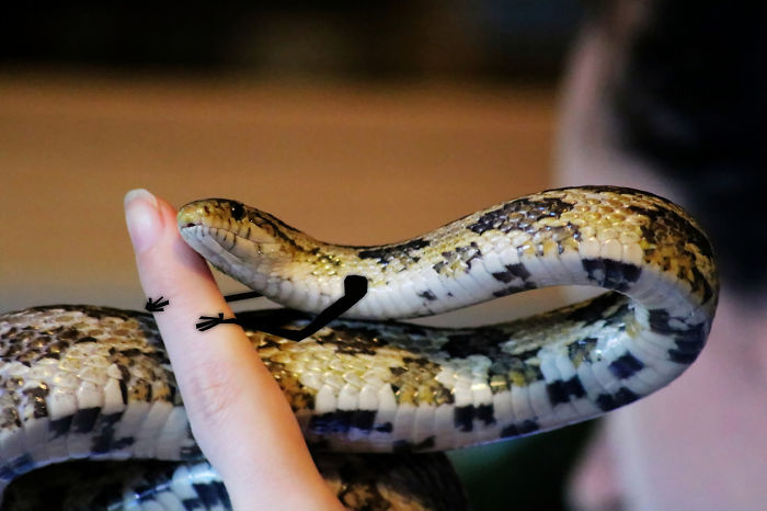 My Oldest Grandslither, Santiago, With Snarms My Oldest Grandslither, Santiago, With Snarms