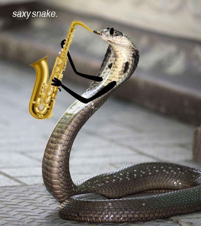 Jazz Snake Jazz Snake