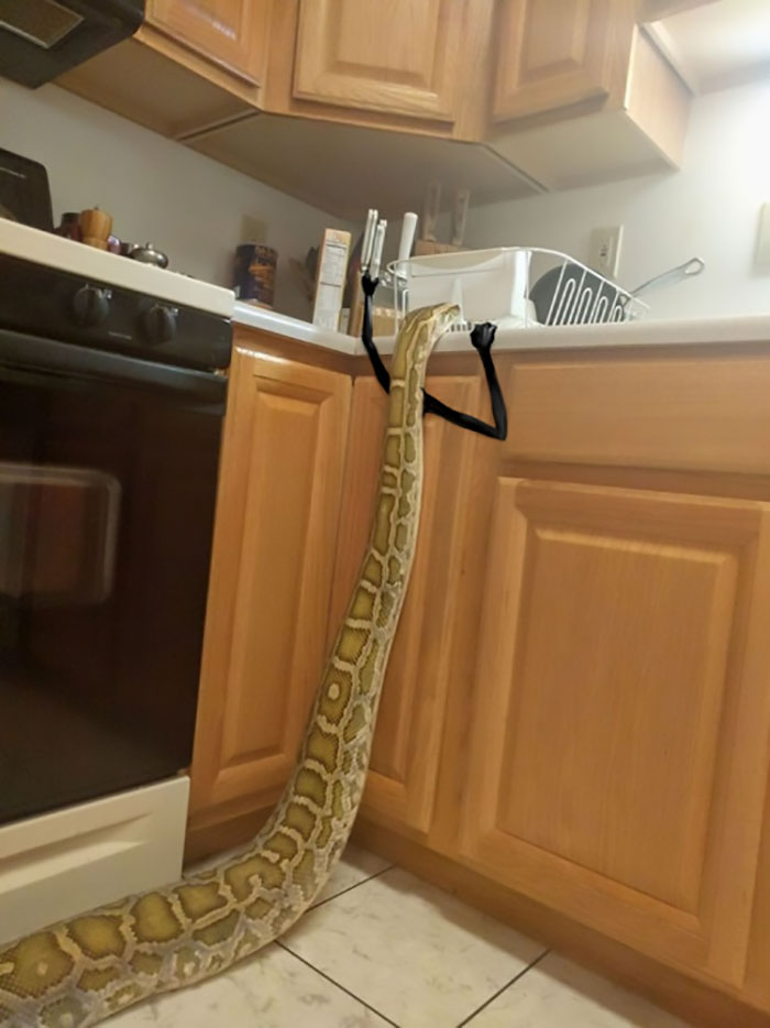 Oh Snoot, She’s Got A Knife! Run! Oh Snoot, She’s Got A Knife! Run!