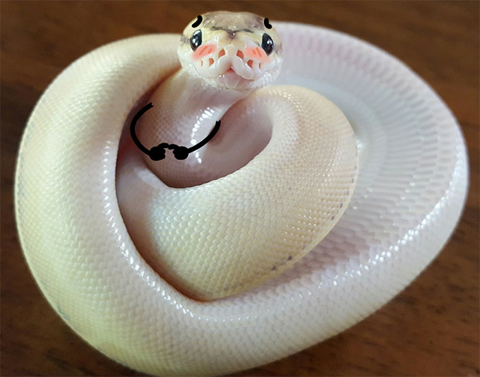 Shy Snake Shy Snake