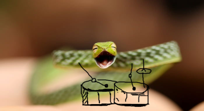 Snake The Drummer Snake The Drummer