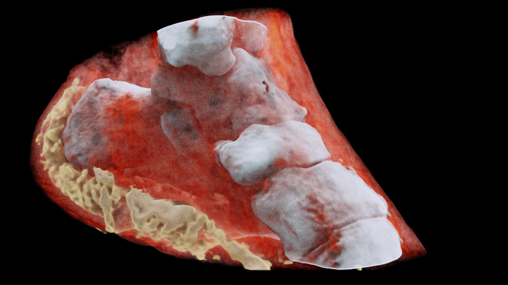 18 X-rays That Will Tell You More About Your Body Than Anatomy Textbooks