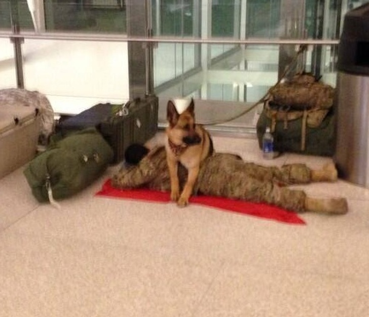 24 Dogs Who Love Their Humans So Much, Their Gazes Are Worth a Million Words