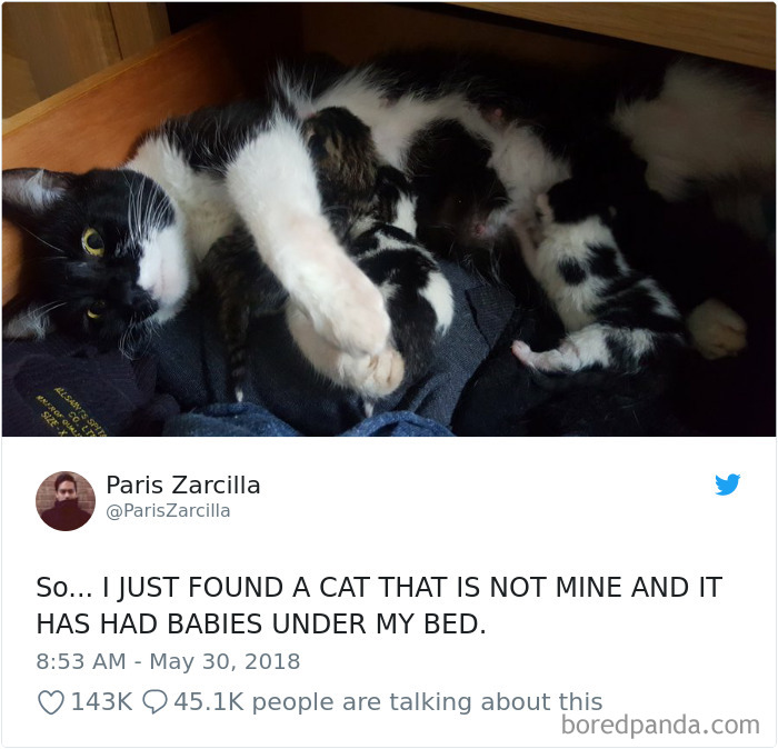 Cat Tweets Cat Tweets