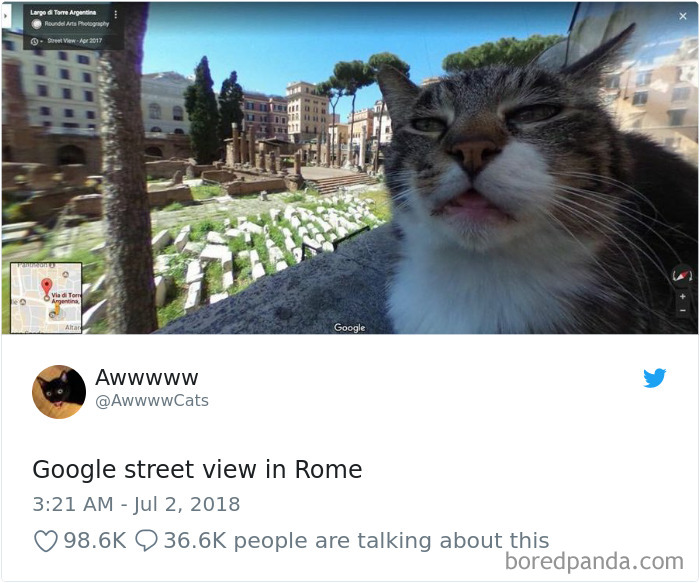 Cat Tweets Cat Tweets