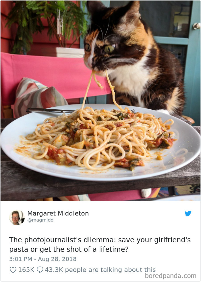 Cat Tweets Cat Tweets