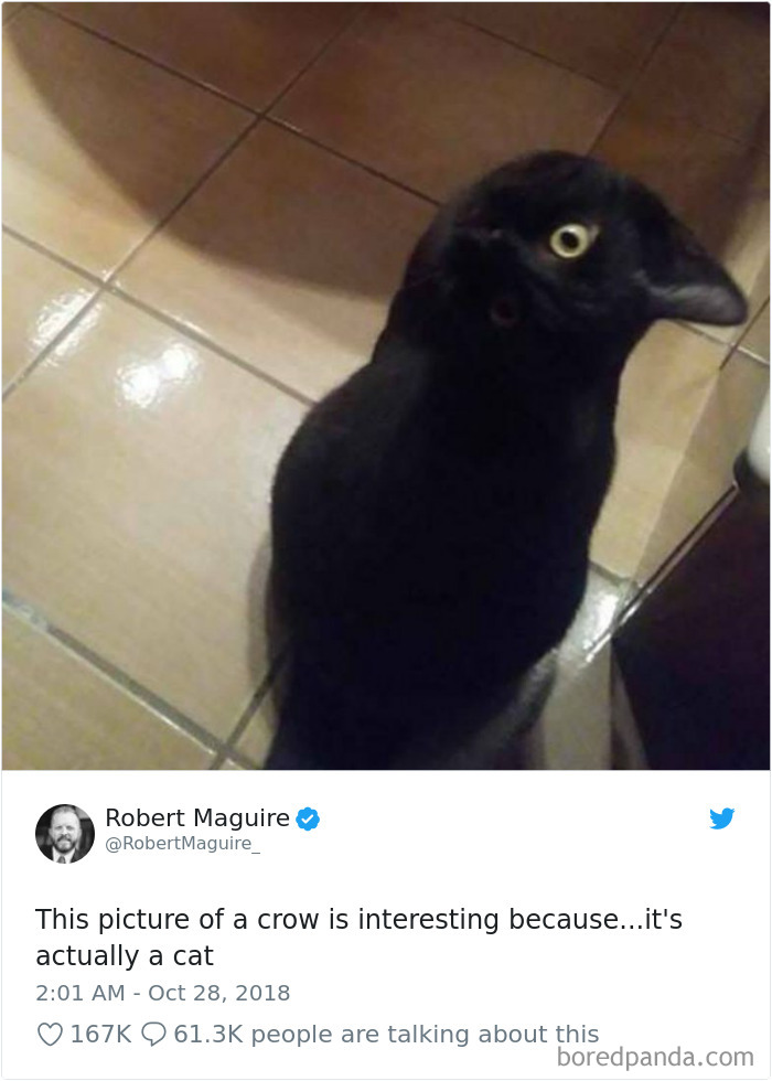 Cat-Tweets Cat-Tweets