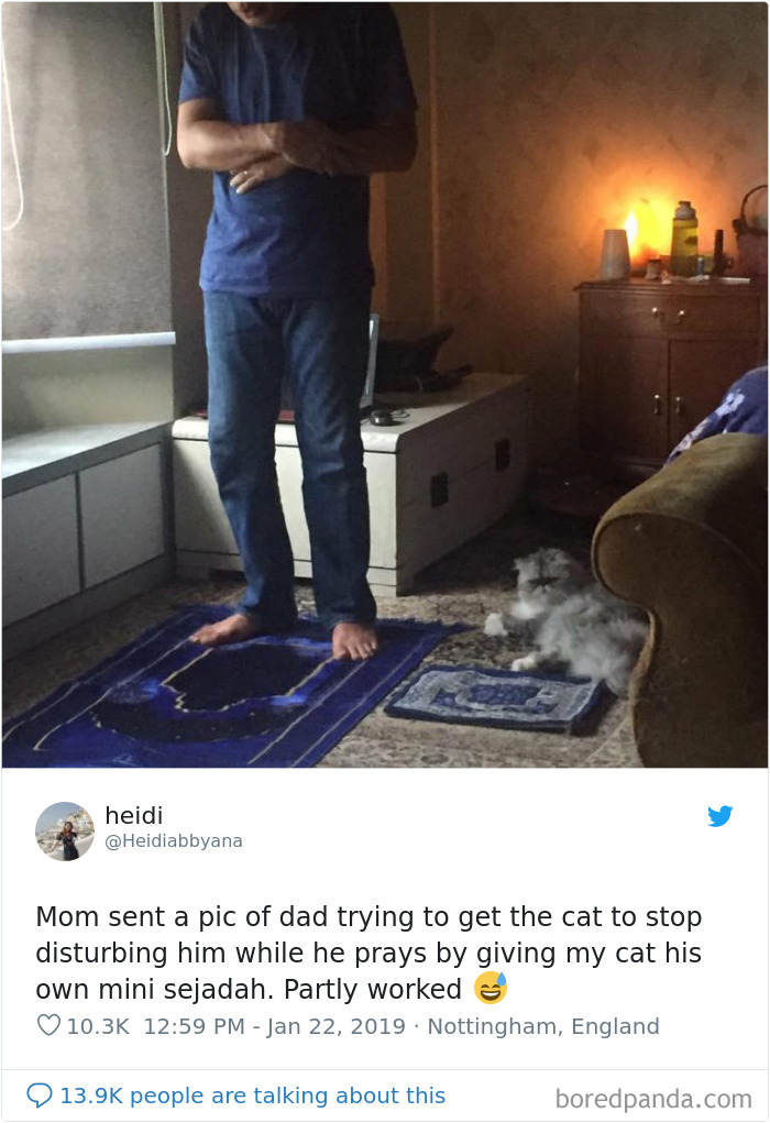 Cat-Tweets Cat-Tweets