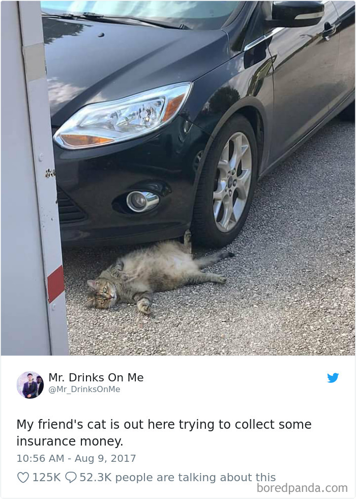 Cat Tweets Cat Tweets