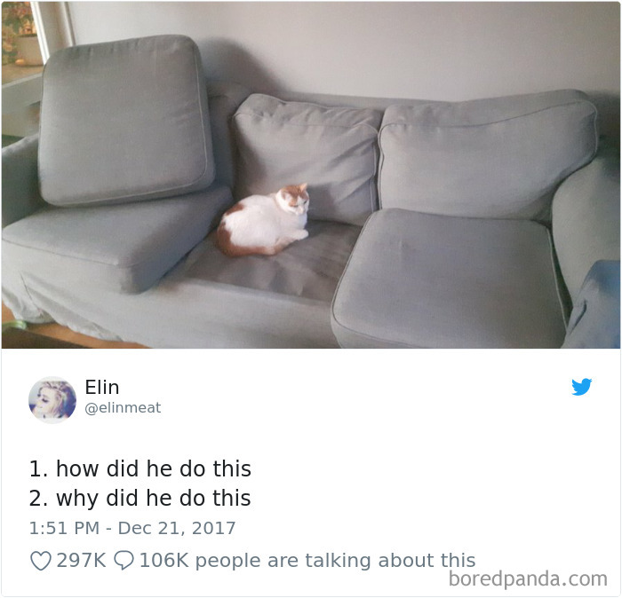Cat Tweets Cat Tweets
