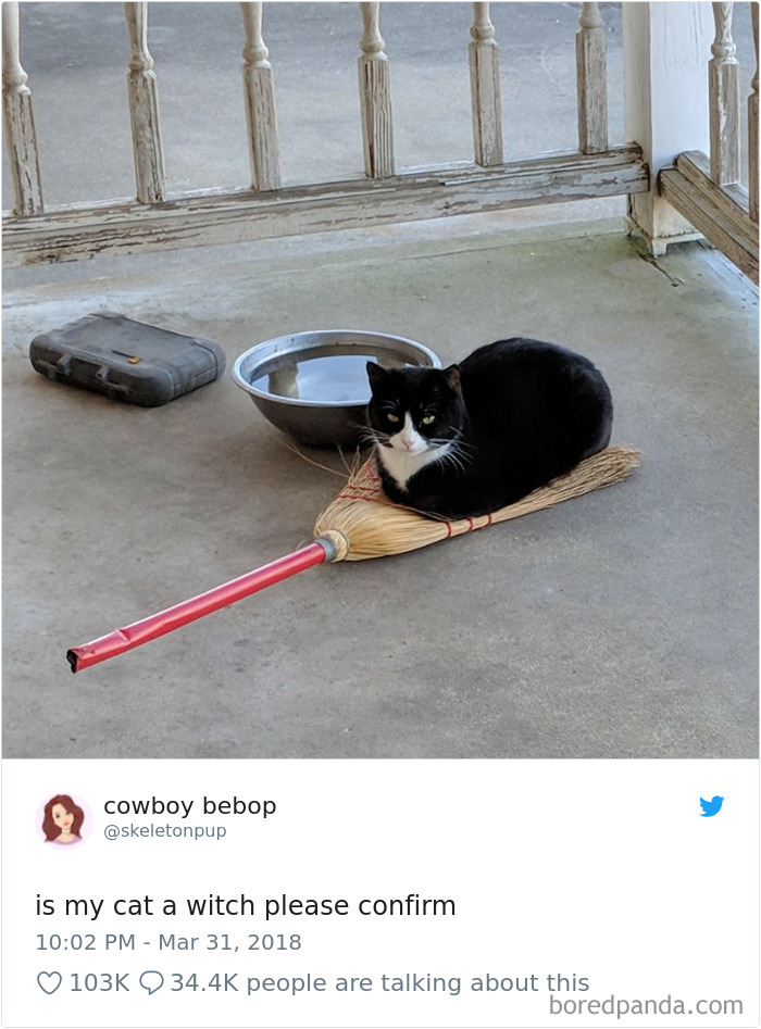 Cat Tweets Cat Tweets