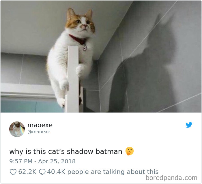 Cat Tweets Cat Tweets