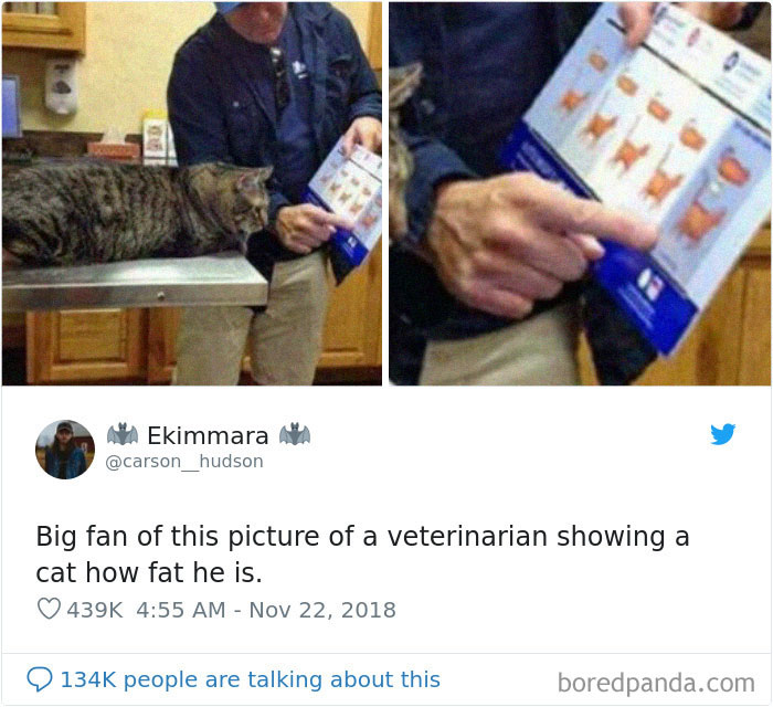 Cat-Tweets Cat-Tweets