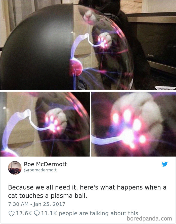 Cat Tweets Cat Tweets