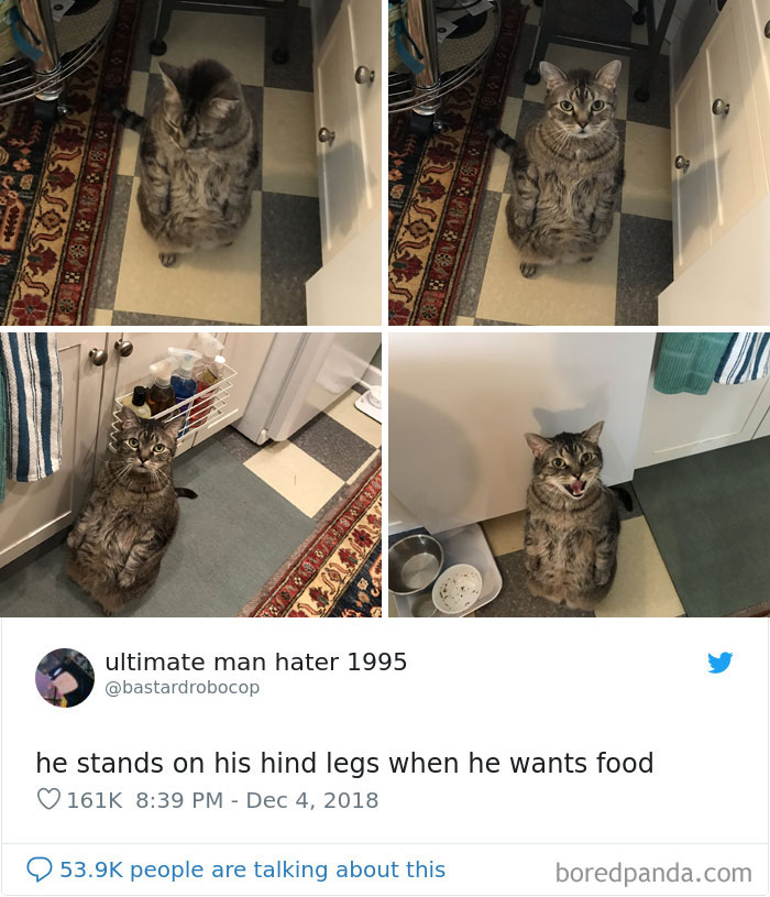 Cat-Tweets Cat-Tweets