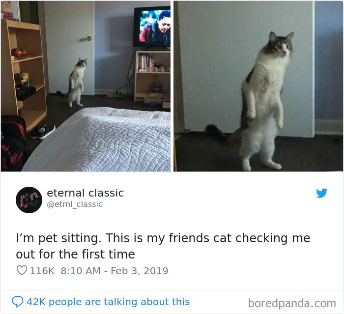 Cat-Tweets Cat-Tweets