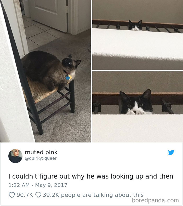 Cat Tweets Cat Tweets