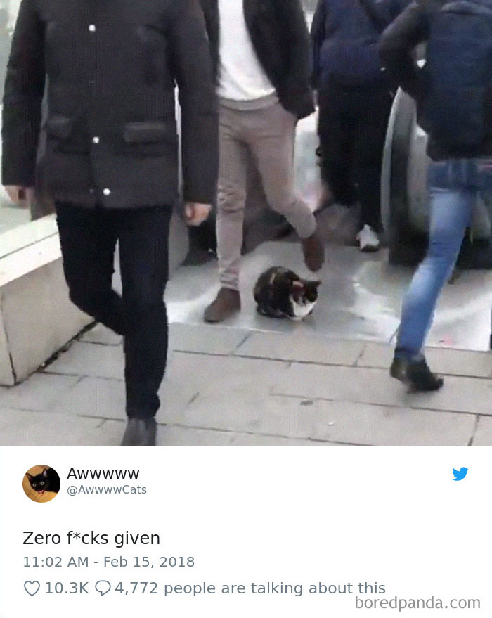 Cat Tweets Cat Tweets