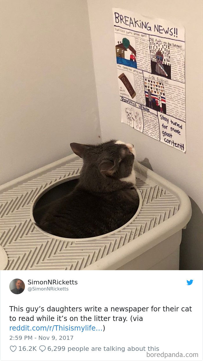 Cat Tweets Cat Tweets