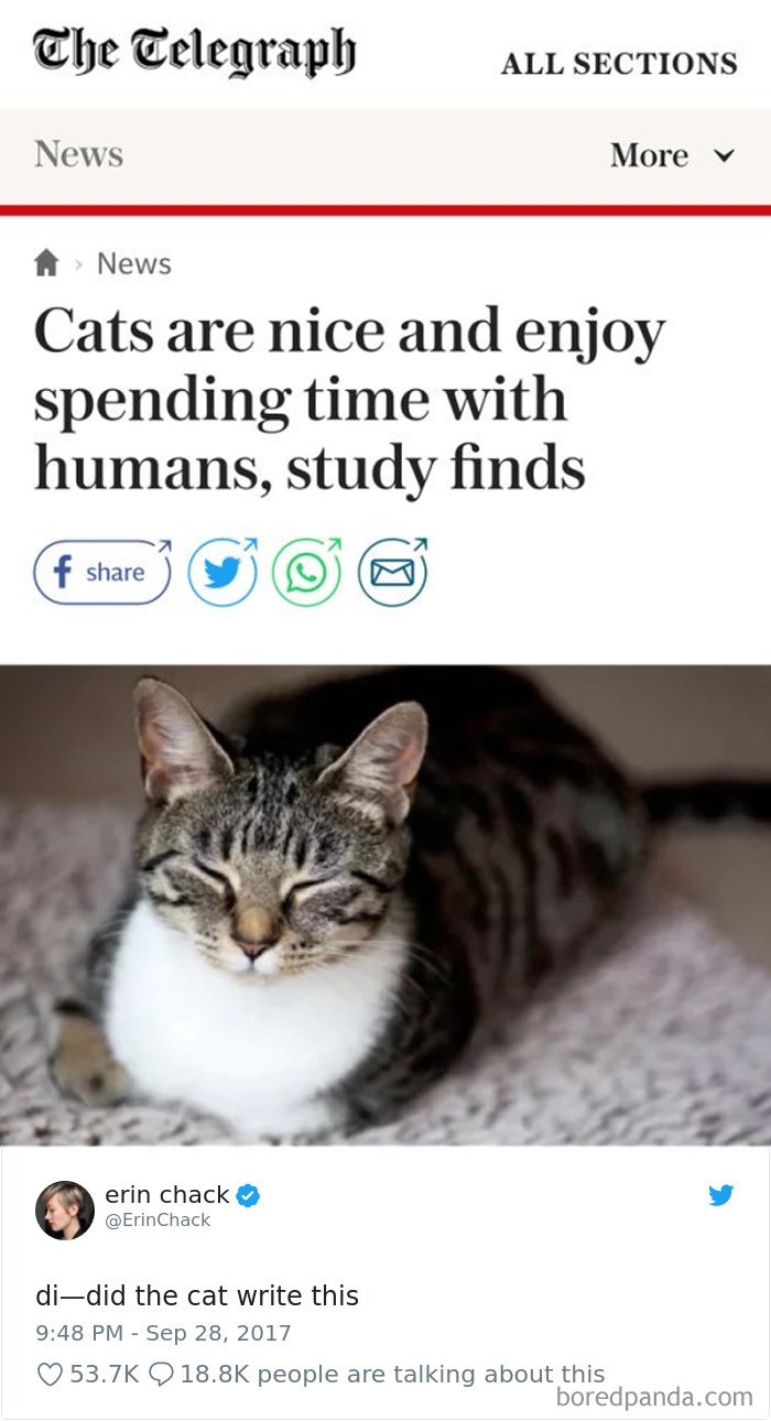 Cat Tweets Cat Tweets