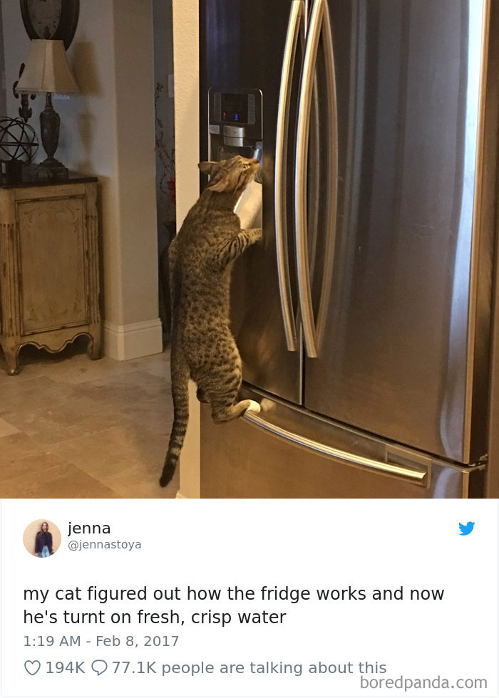 Cat Tweets Cat Tweets