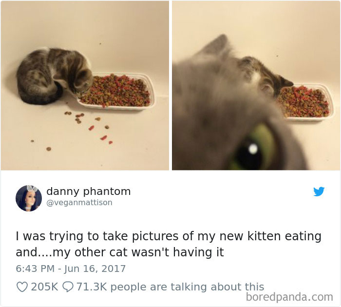Cat Tweets Cat Tweets