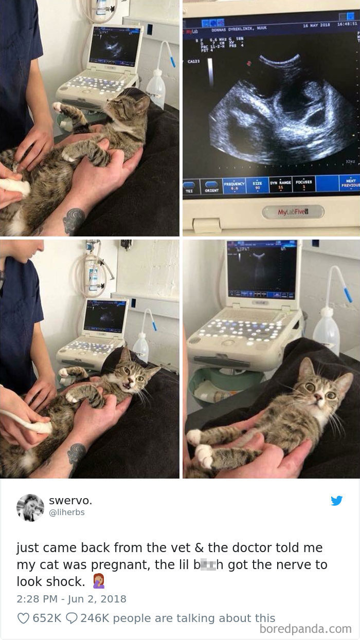 Cat Tweets Cat Tweets