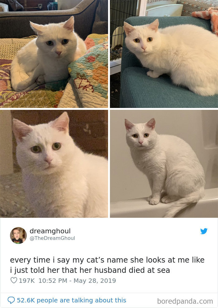 Cat-Tweets Cat-Tweets