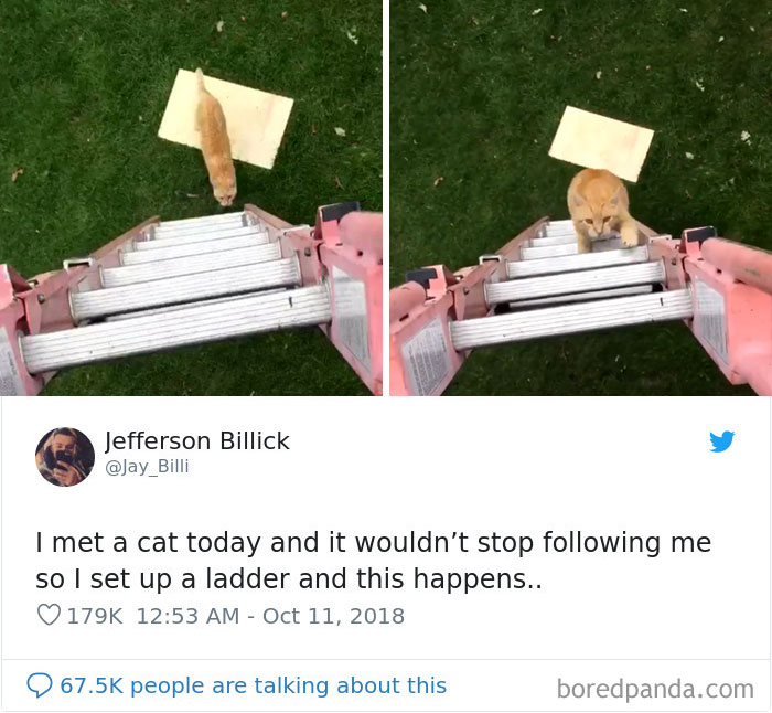 Cat-Tweets Cat-Tweets