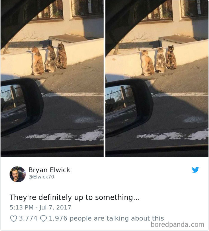 Cat Tweets Cat Tweets