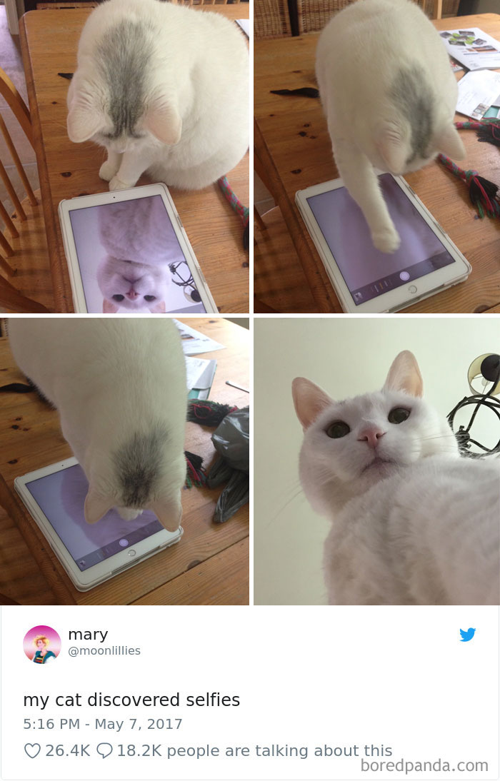 Cat Tweets Cat Tweets